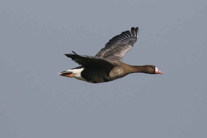 Russian White-fronted Goose