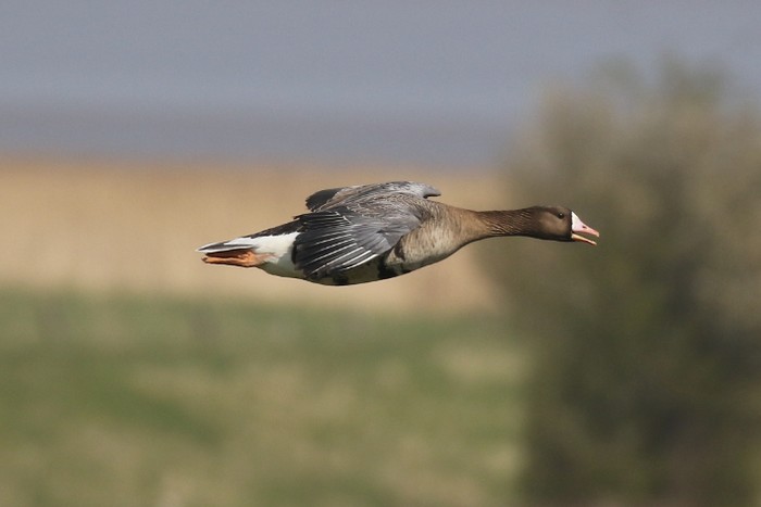 Russian White-fronted Goose