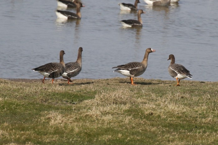 Russian White-fronted Goose