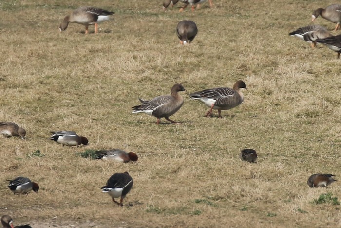 Pink-footed Goose