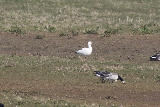 Ross's Goose