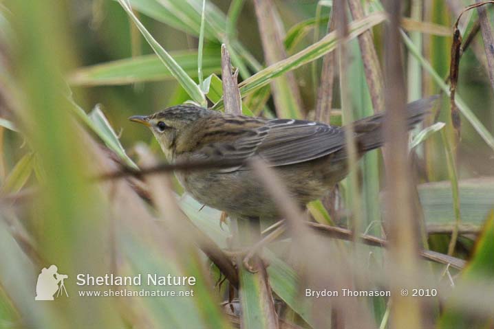 Pallas's Grasshopper Warbler