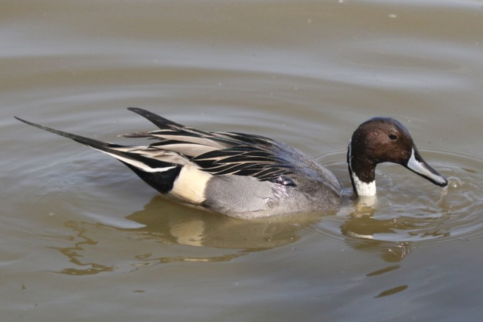 Pintail