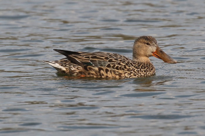 Shoveler