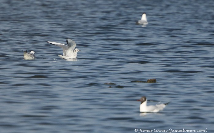 Bonaparte's Gull
