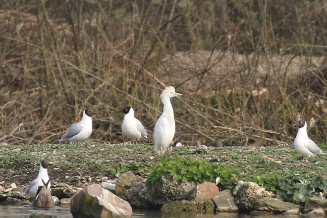 Cattle Egret