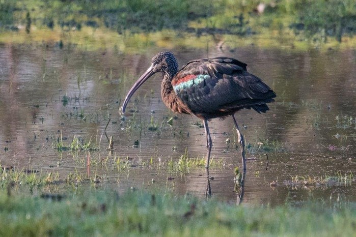 Glossy Ibis