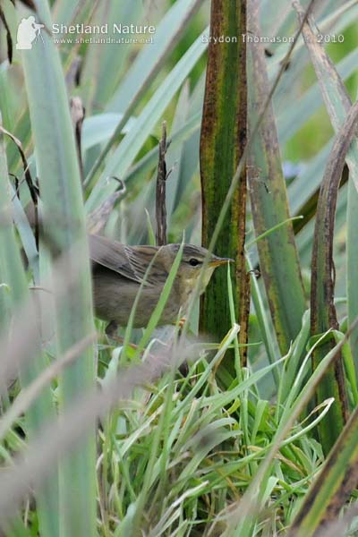 Pallas's Grasshopper Warbler