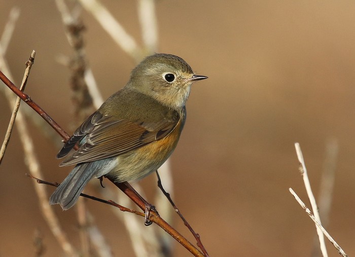 Red-flanked Bluetail
