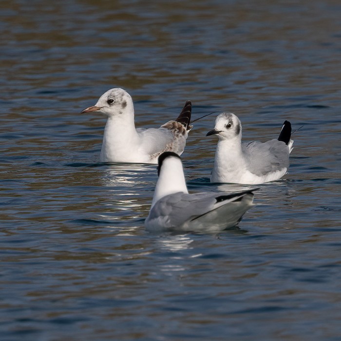 Bonaparte's Gull