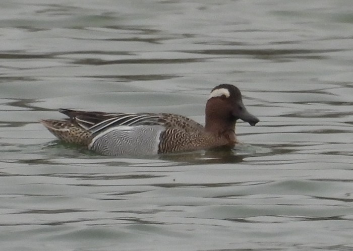 Garganey