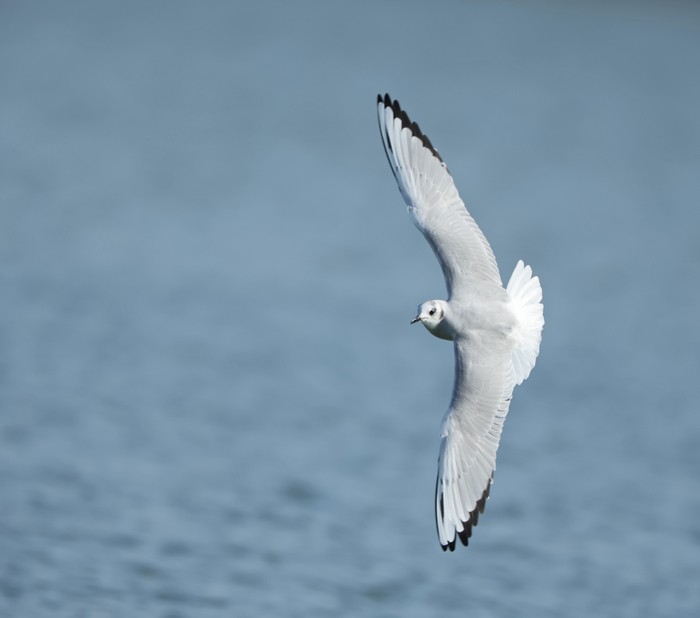 Bonaparte's Gull
