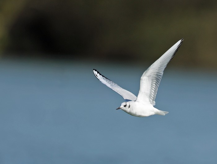 Bonaparte's Gull