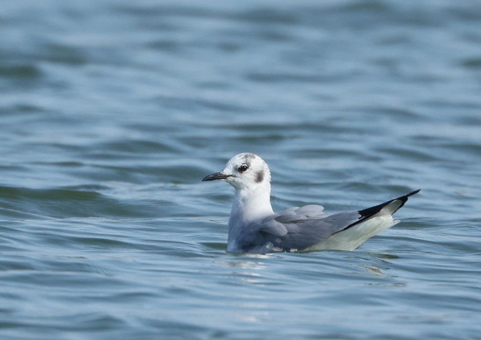 Bonaparte's Gull