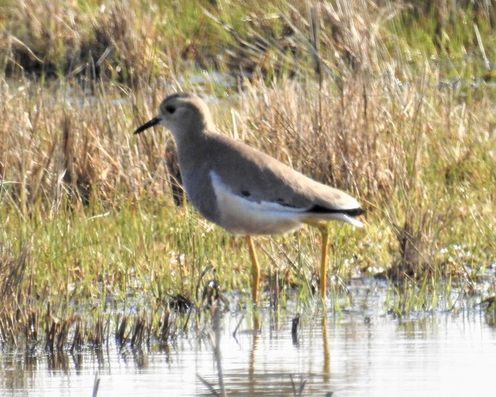 White-tailed Lapwing