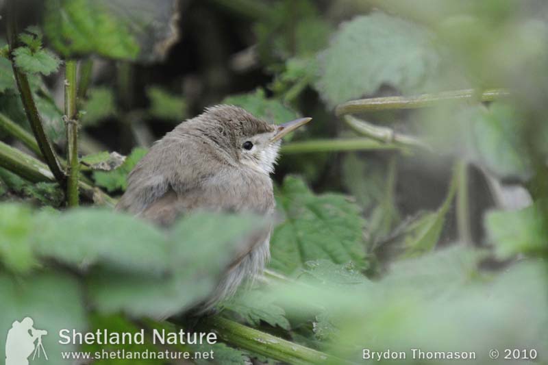 Sykes's Warbler