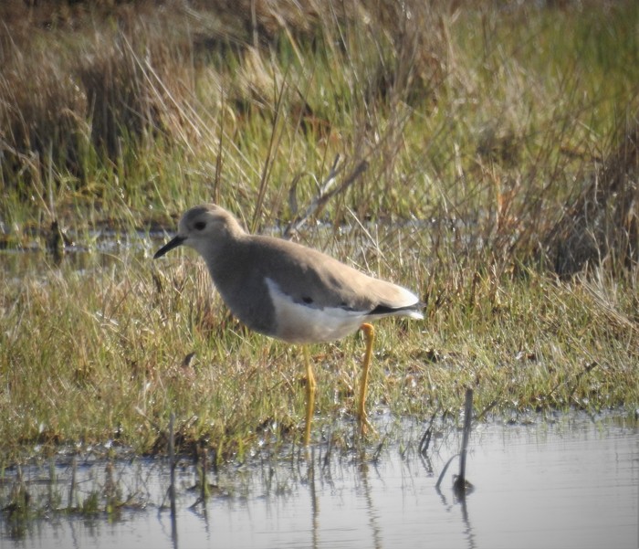 White-tailed Lapwing