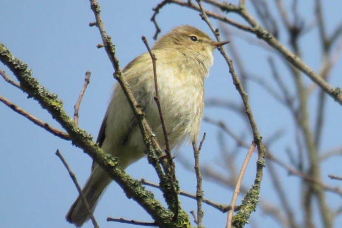 Chiffchaff