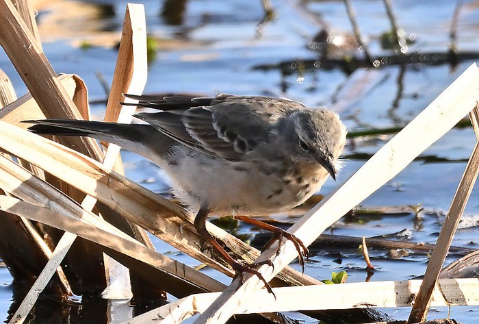 Water Pipit