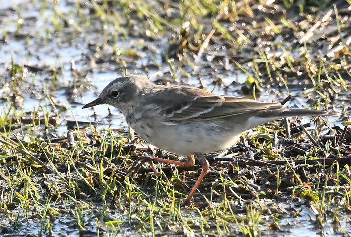 Water Pipit