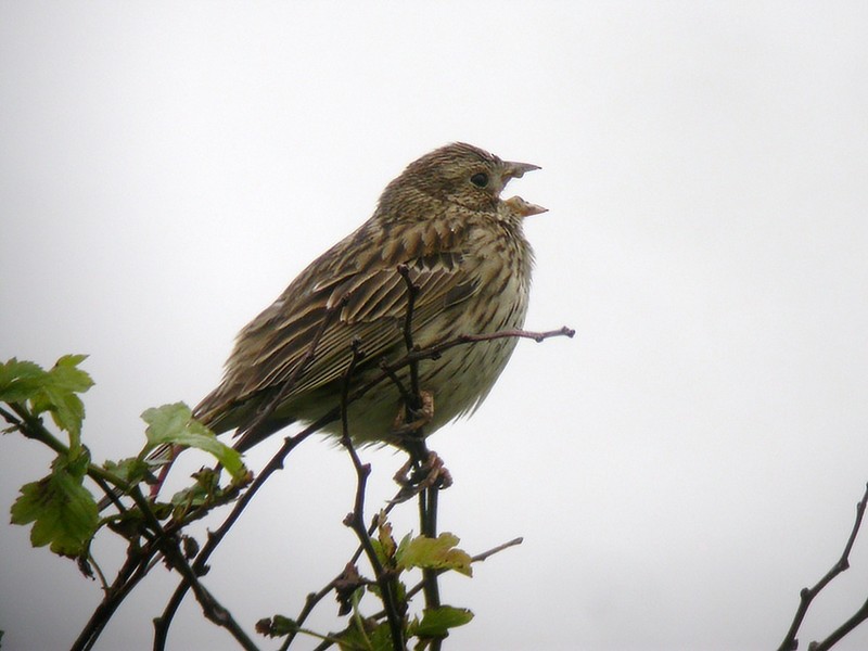 Corn Bunting