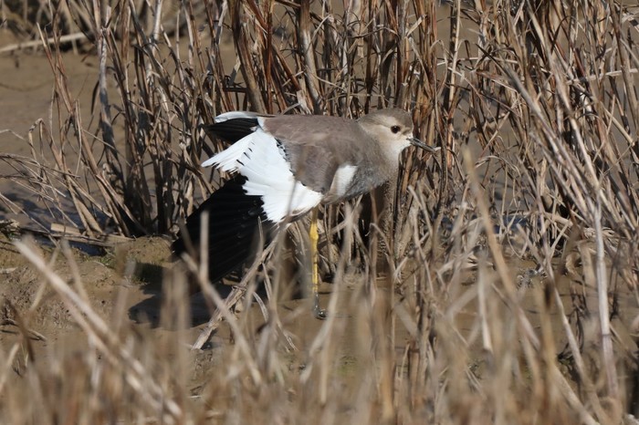 White-tailed Lapwing