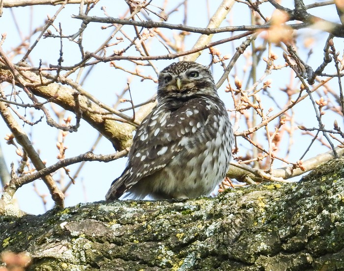 Little Owl