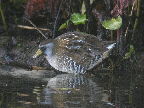 Sora
