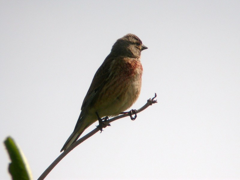 Linnet
