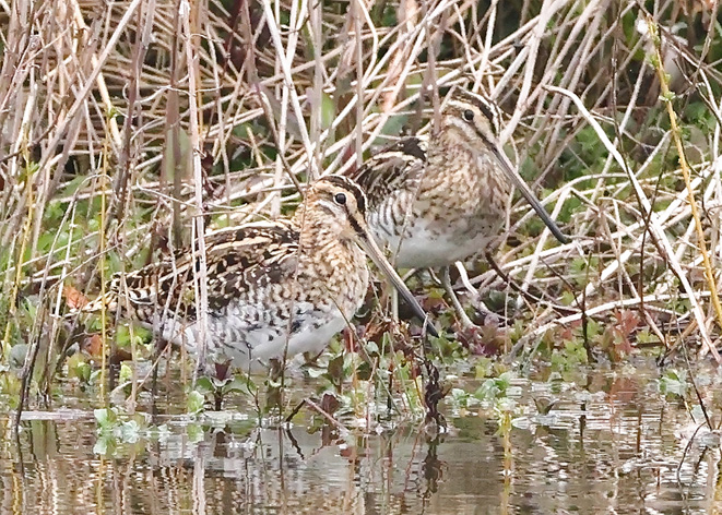 Snipe