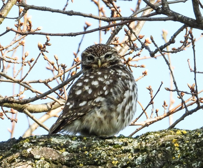 Little Owl