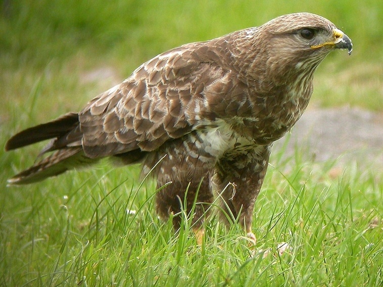 Common Buzzard