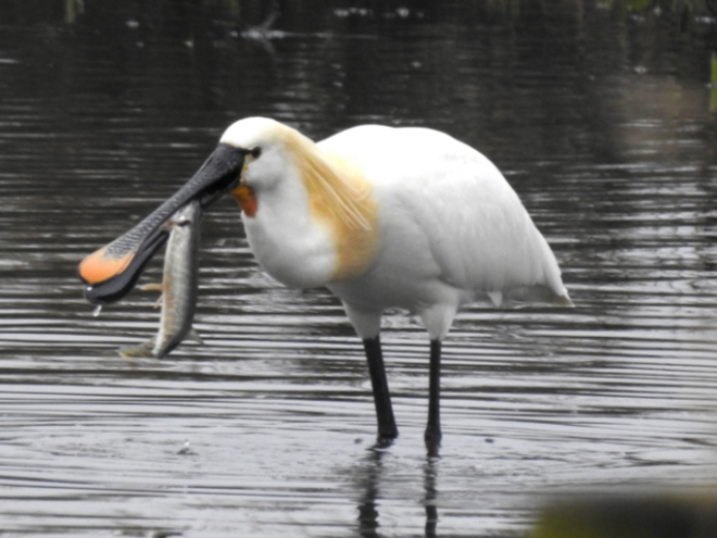 Spoonbill