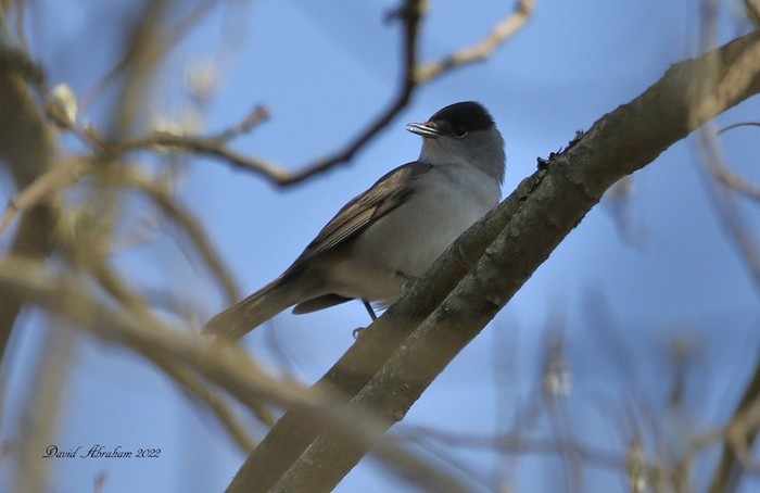 Blackcap