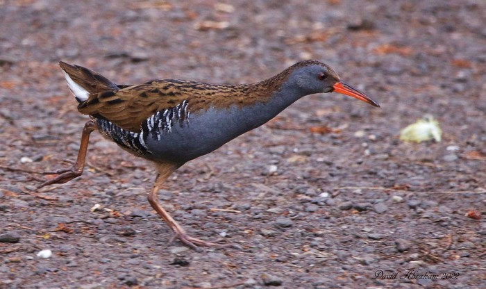 Water Rail 