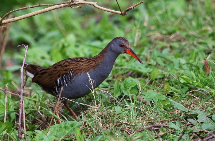 Water Rail