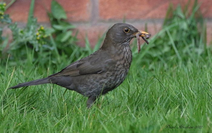 Blackbird