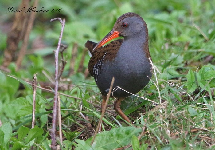 Water Rail 