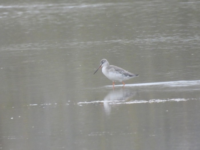 Spotted Redshank