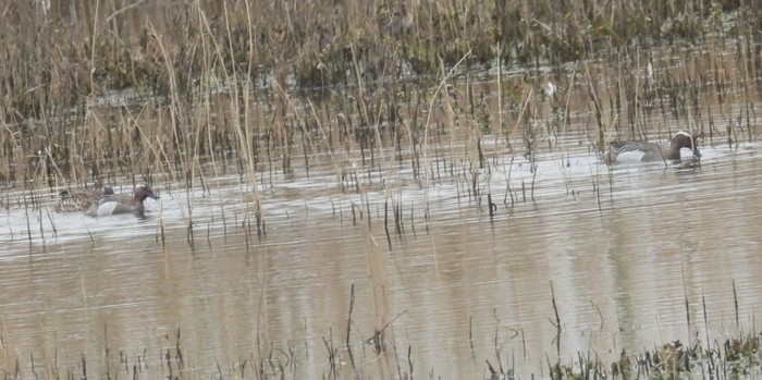 Garganey