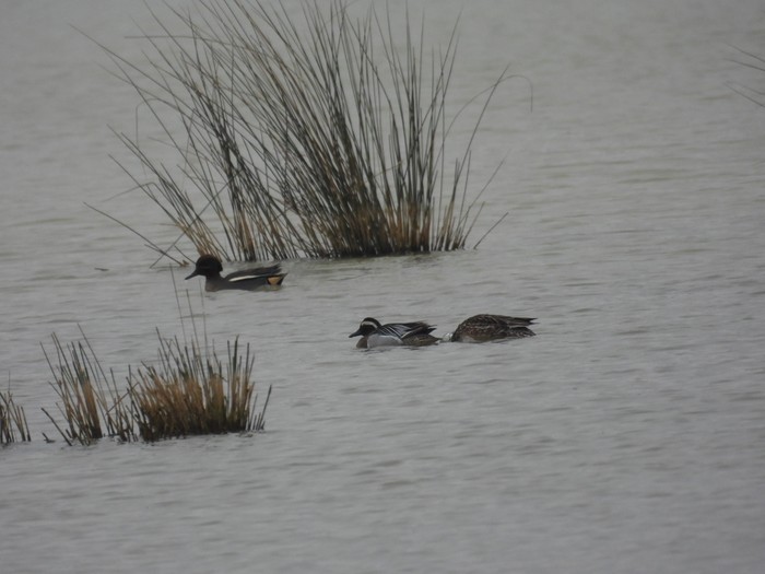 Garganey