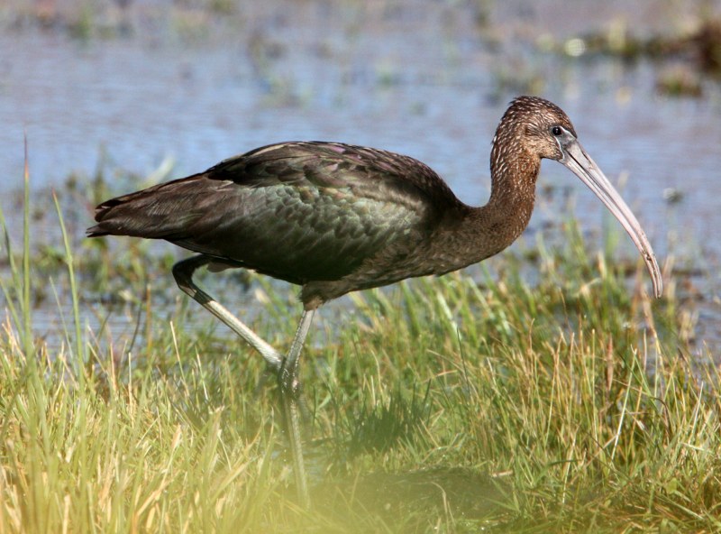 Glossy Ibis