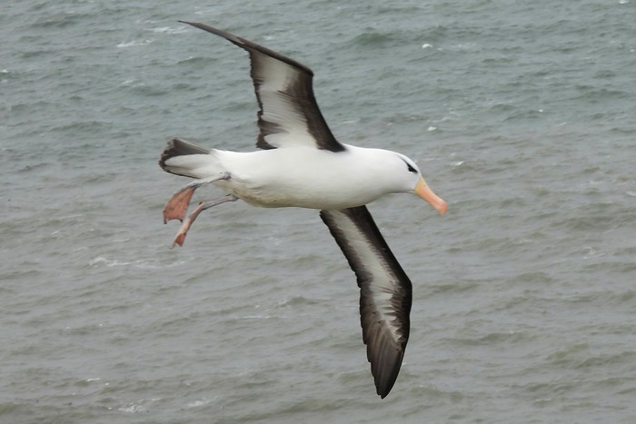 Black-browed Albatross