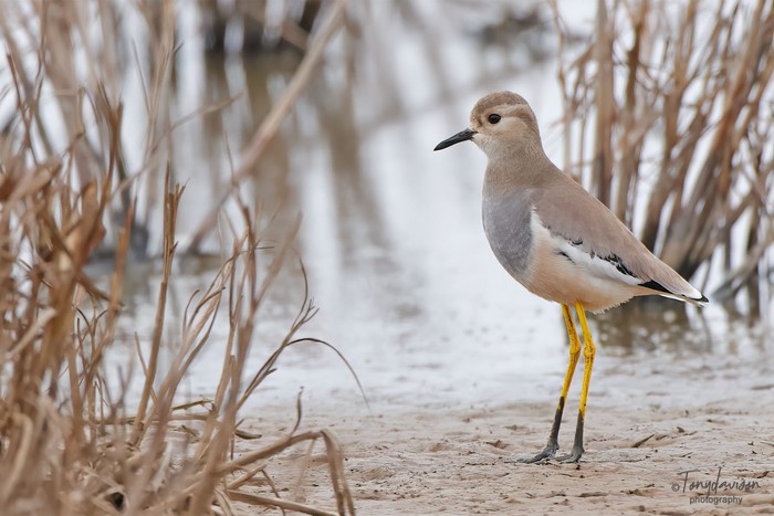 White-tailed Lapwing