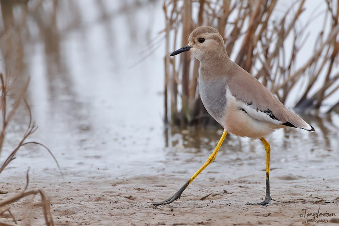 White-tailed Lapwing