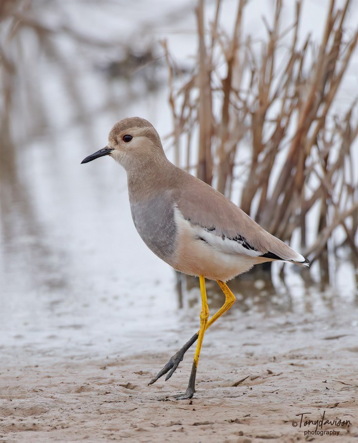 White-tailed Lapwing