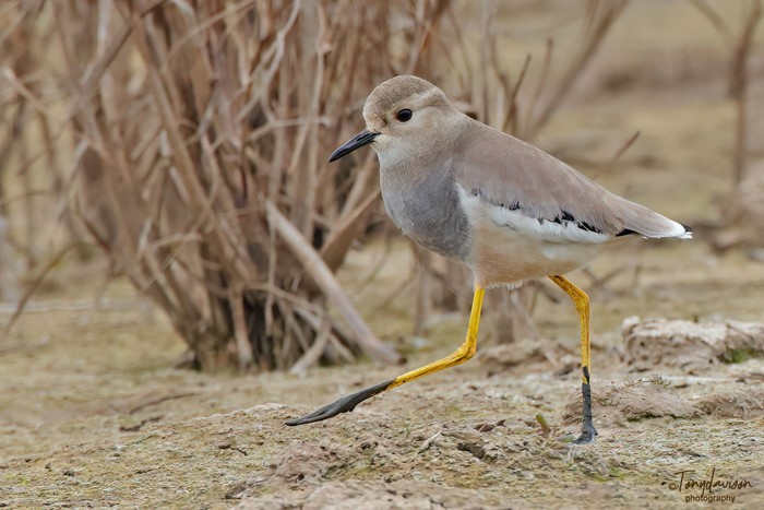 White-tailed Lapwing