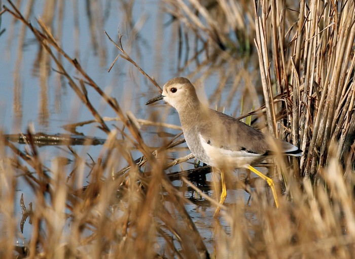 White-tailed Lapwing