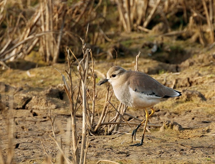 White-tailed Lapwing