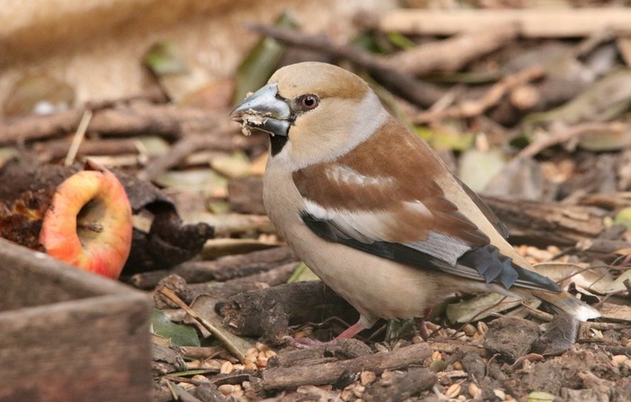 Hawfinch